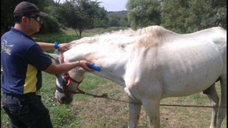 El cavall abandonat que van localitzar a Girona © ACN