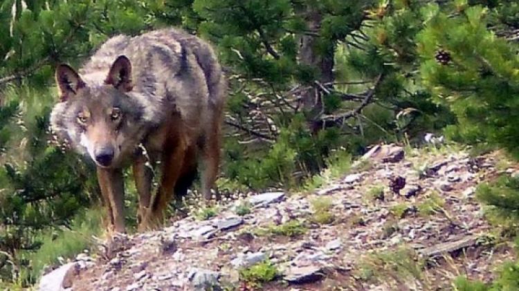 Un llop al massís del Puigmal fotografiat el passat 24 de juliol © ACN