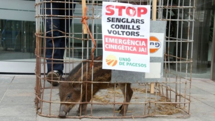 El senglar davant la porta de la seu de la Generalitat a Girona © ACN