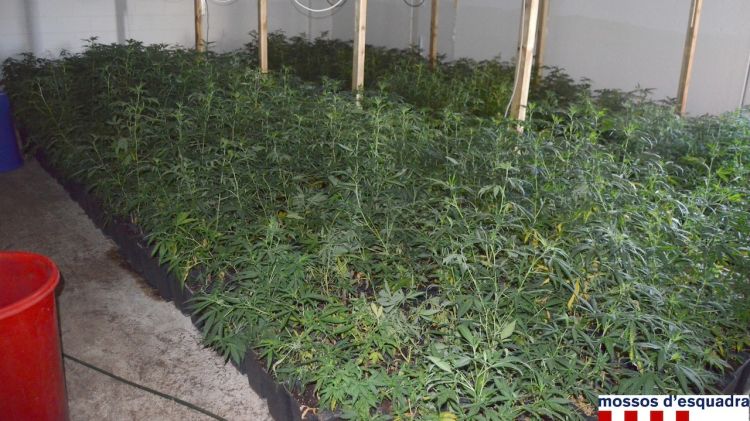 Una part de la plantació de marihuana dins la nau