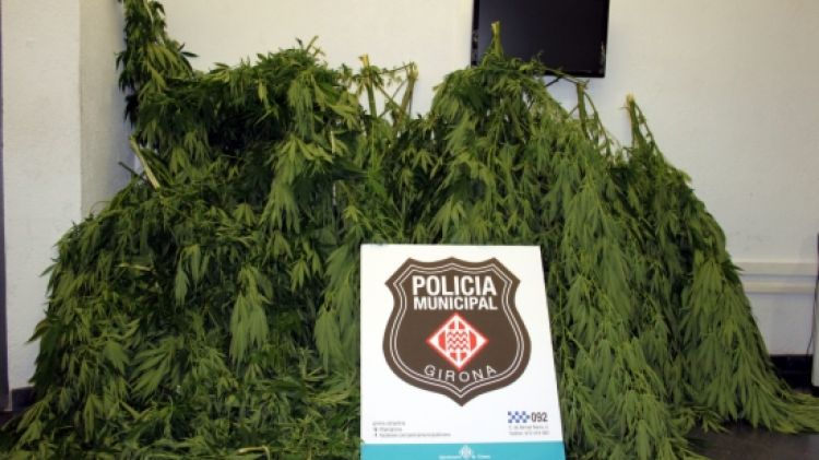 Algunes de les plantes comissades per la policia © ACN