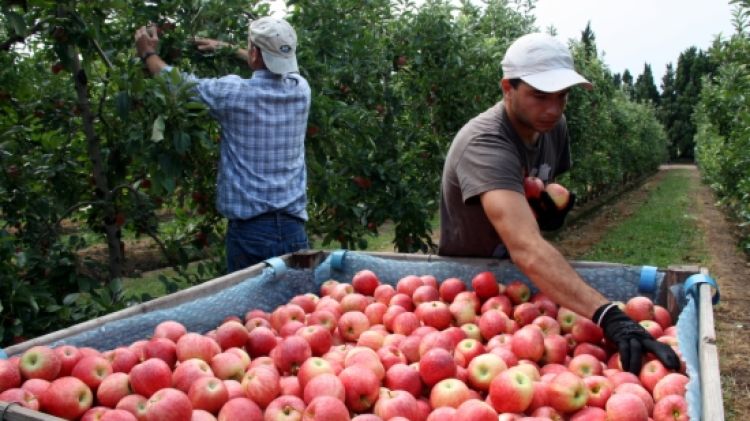 Temporers collint pomes aquest matí en un camp a l'entrada d'Albons © ACN