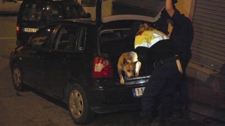 Un dels gossos de la unitat canina registra el maleter d'un cotxe durant un operatiu © ACN
