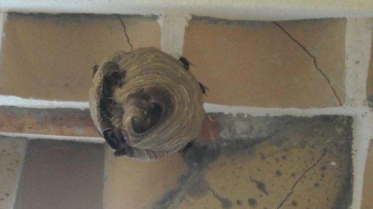 El niu de vespa asiàtica localitzat en una casa de Roses © ACN