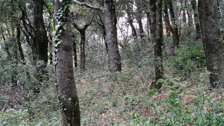 Un dels espais on s'estan portant a terme els treballs de prevenció d'incendis