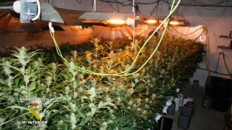 Les plantes de marihuana intervingudes per la Guàrdia Civil © Guàrdia Civil
