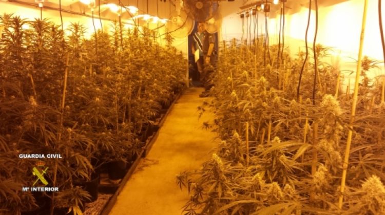 La nau de Sant Jordi Desvalls amb les plantes de marihuana al seu interior © ACN