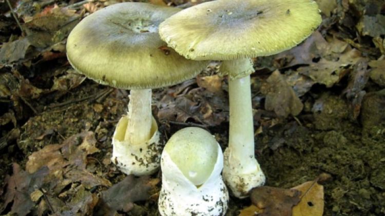 L'amanita phalloides és un bolet tòxic © ACN