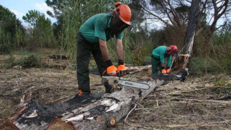 Els operaris tallant un dels troncs de la zona de Jafre afectats per l'incendi de fa un any © ACN