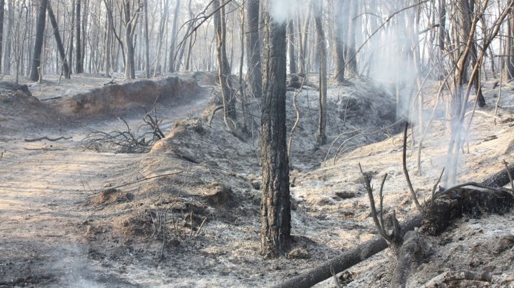 El bosc de Vilopriu després de l'incendi (arxiu)