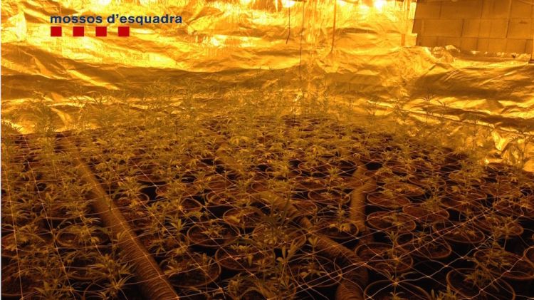 La plantació trobada a Vallogorguina