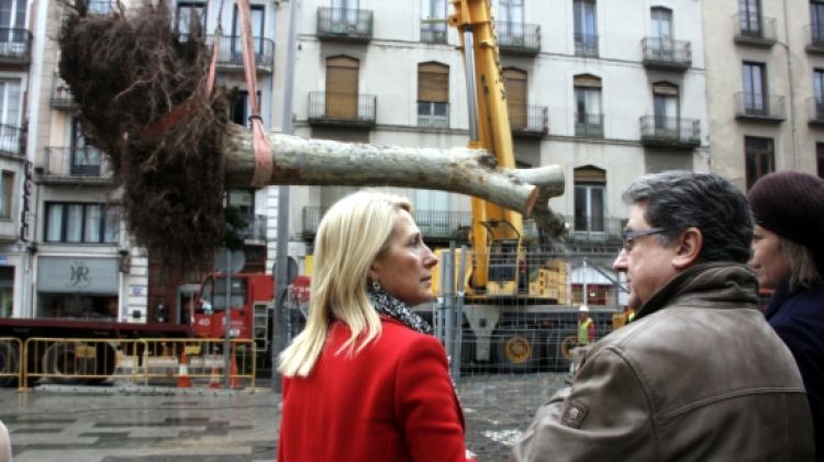 Enric Millo observant com retiren els arbres centenaris de la Rambla © ACN