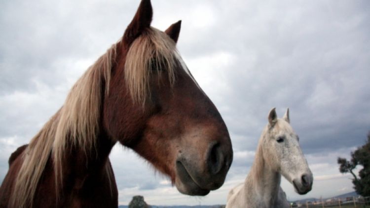 Dos dels cavalls que es troben acollits a la protectora EQUUSOS d'Aiguaviva © ACN