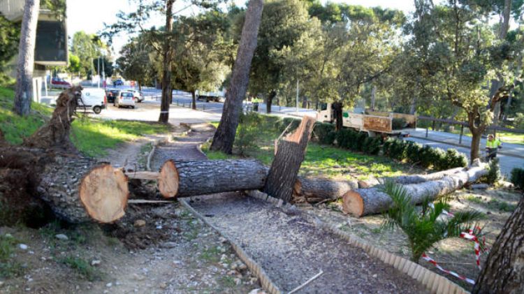 Els pins caiguts a les proximitats de l'Hospital de Figueres © Santi Coll/Emporda.info