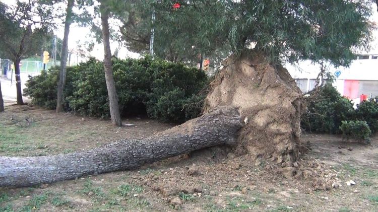 Un dels arbres caiguts prop de l'Hospital de Figueres © Tramuntana TV