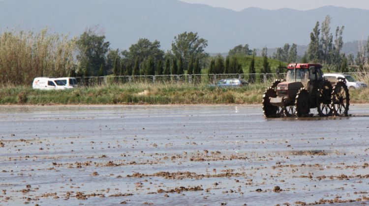 Imatge d'arxiu d'un arrossar de Pals © ACN