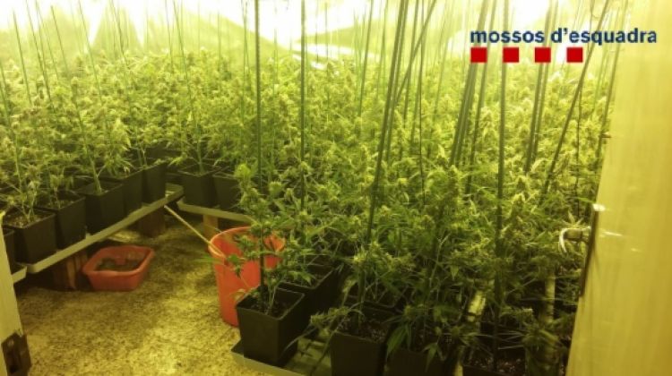 Les plantes que els Mossos van localitzar en un dels habitatges © ACN