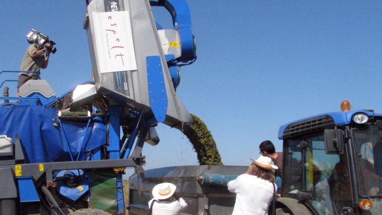 Verema en una cooperativa de l'Empordà (arxiu)