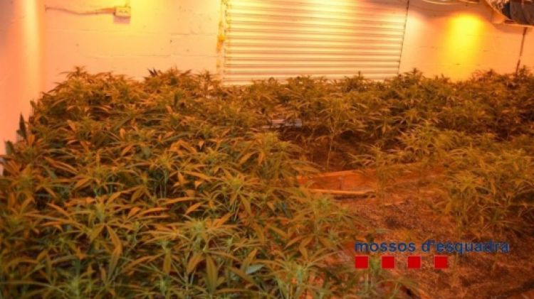 A l'interior de la casa els agents van trobar unes 298 plantes de marihuana