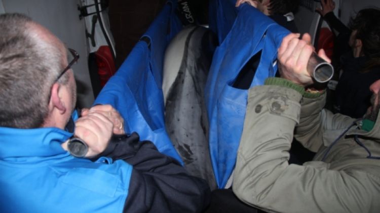 El dofí mort transportat per membres del CRAM © ACN