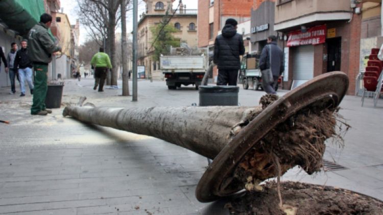 L'arbre caigut al carrer de Pi i Margall de Sant Feliu de Llobregat © ACN
