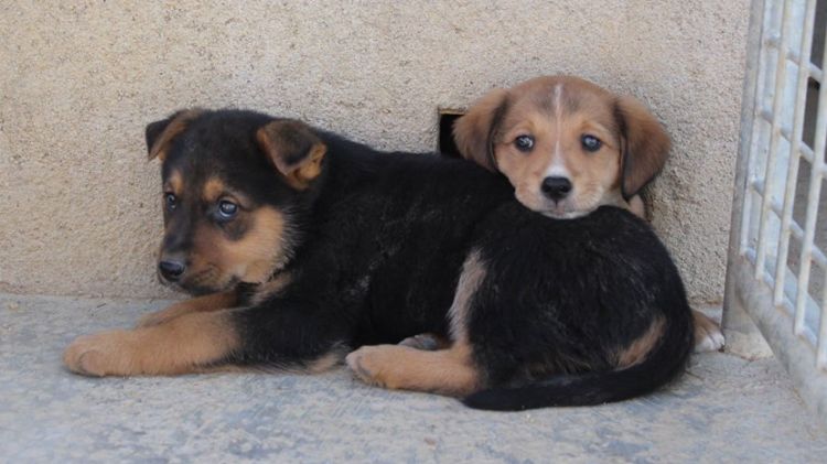 Dos dels cadells abandonats © APAPE
