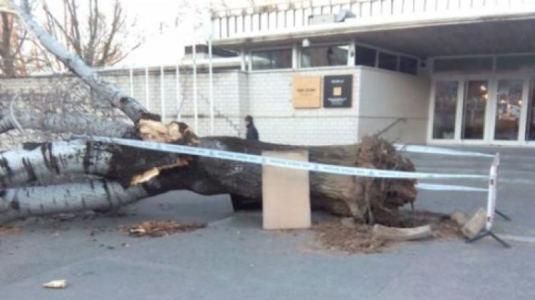 El pollancre caigut a davant del Club Natació Banyoles a causa del fort vent © ACN