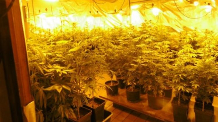 La marihuana localitzada a l'interior d'un hotel en desús a Darnius © ACN