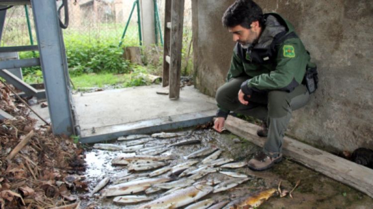 La cinquantena de truites mortes han aparegut en un canal del riu Ter © ACN