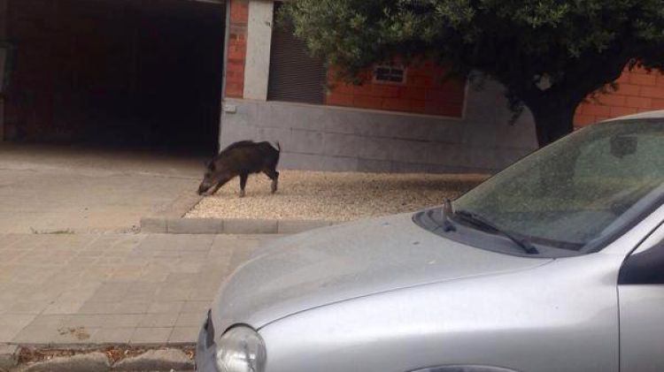 El porc senglar vist per la Gran Via de Pau Casals © Roderic Fransoy