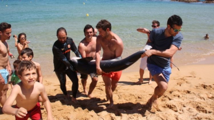 Banyistes que han ajudat a portar el tauró fins al cotxe de Protecció Civil © ACN