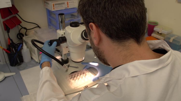 Un dels investigadors observa mostres histològiques amb el microscopi © ACN