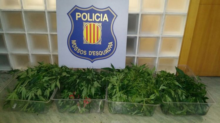 Els 1.050 esqueixos de marihuana es trobaven a dins del maleter del cotxe