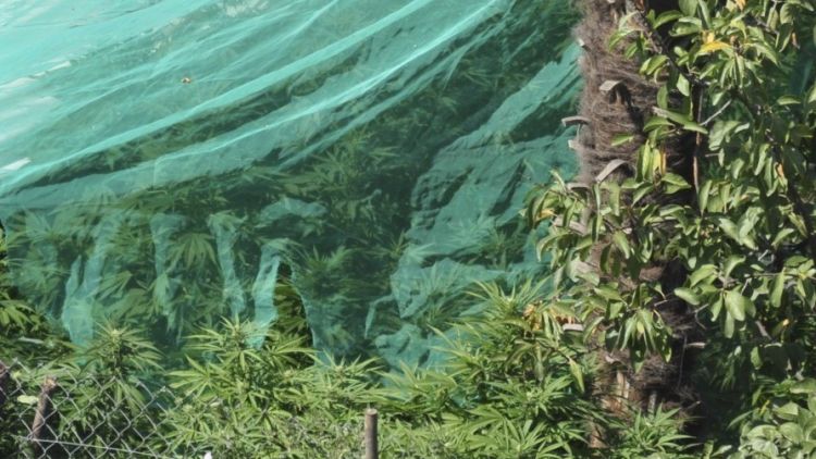 El pati de la Bisbal d'Empordà amb les prop de 100 plantes marihuana © ACN