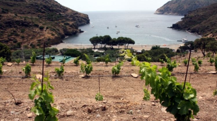 La vinya és a pocs metres del mar, en ple Parc natural del Cap de Creus © ACN