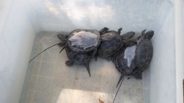 La tortuga d'estany és una de les espècies que ha experimentat una clara regressió