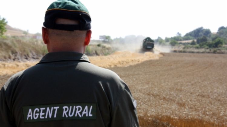 Un agent rural vigilant una màquina recol·lectora de cereal a Rauric © ACN