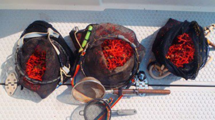 Els sacs de corall vermell que els inspectors i els agents dels Mossos d'Esquadra van comissar © ACN