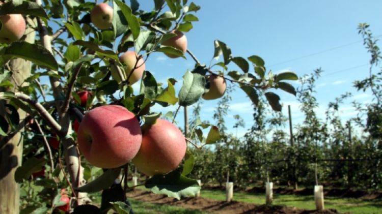 Unes pomes en un dels camps experimentals que l'IRTA té al Mas Badia de la Tallada d'Empordà © ACN