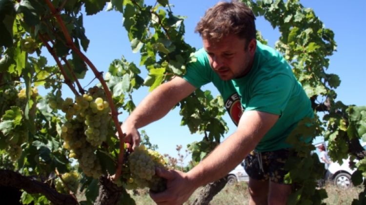 Verema de l'any passat en una vinya de la DO Empordà © ACN