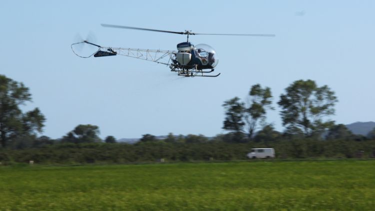 L'helicòpter aplicant el tractament damunt el camp