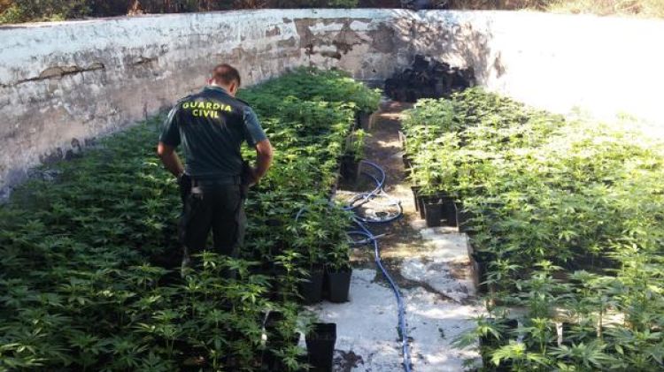 La plantació de marihuana dins la masia