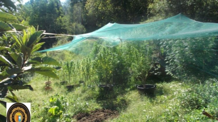 La plantació de marihuana que els agents van localitzar © ACN