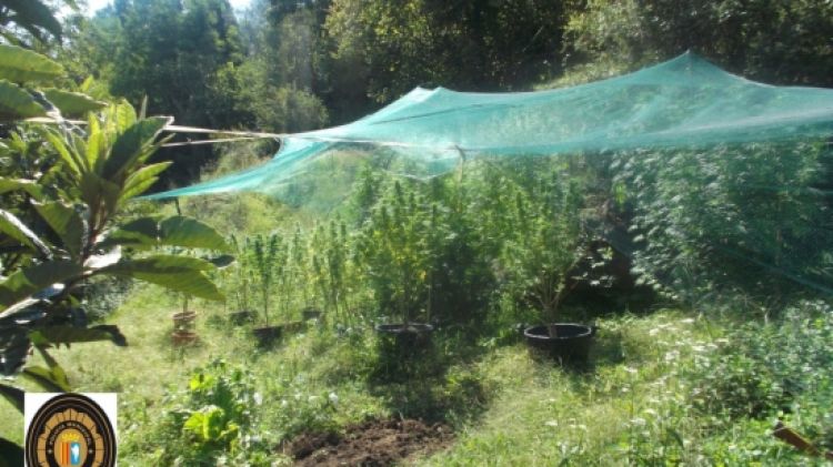 La plantació de marihuana que els agents van localitzar © ACN