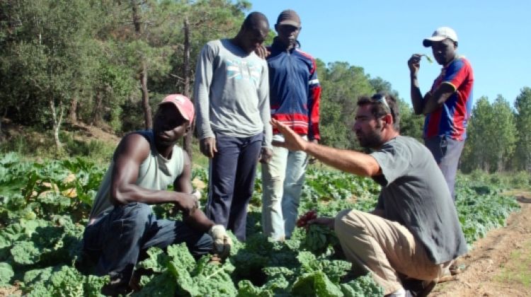 El formador dels joves, Jeremie Piou, els explica com tractar els insectes que afecten les fulles de la col © ACN