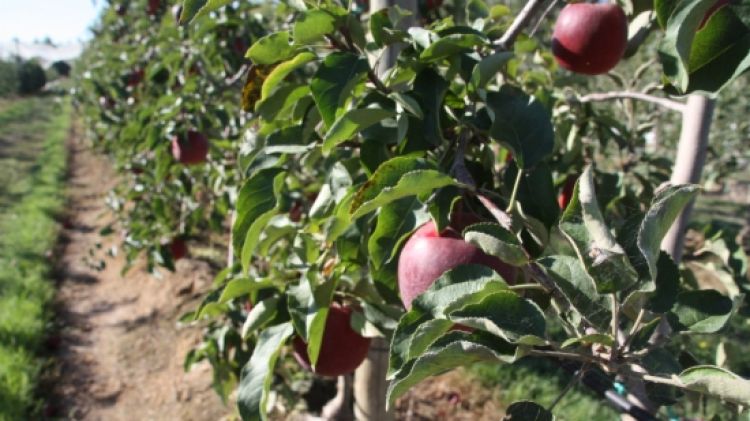 Pomeres de la Fundació Mas Badia de la Tallada d'Empordà © ACN