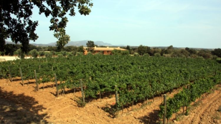 Vinyes del celler La Vinyeta © ACN