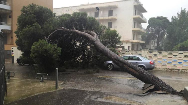 L'arbre caigut al carrer Joanot Martorell de Roses © Irene Velasco