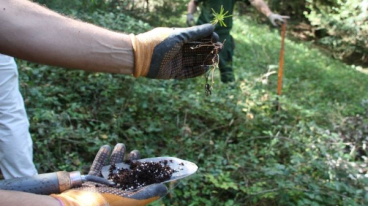 Un dels teixos petits que es planten en una finca de l'Alta Garrotxa en el programa Life © ACN