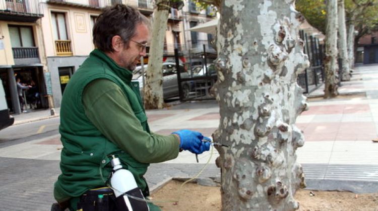 Un operari injectant el tractament fitosanitari a un dels plataners afectats pel tigre © ACN